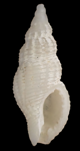 Pisania gracilis observed 2023-07-26