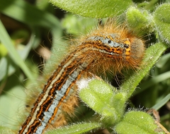 Malacosoma castrense
