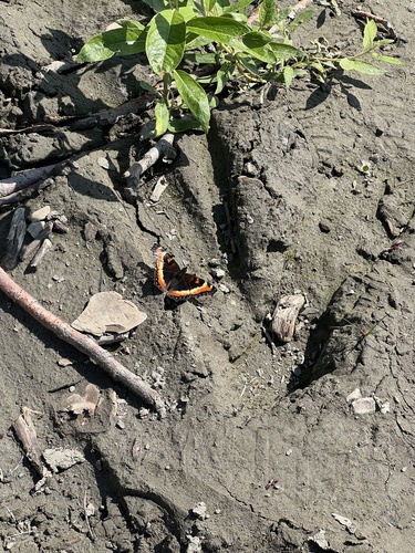 Milbert's Tortoiseshell