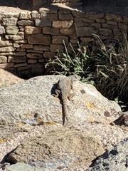 Sceloporus tristichus