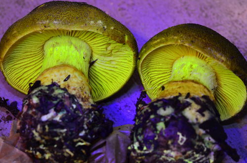 Cortinarius clandestinus