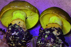 Cortinarius clandestinus image