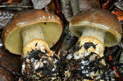 Cortinarius clandestinus image