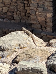 Sceloporus tristichus