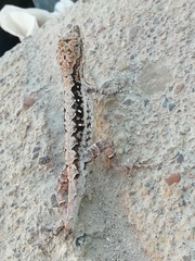 Anolis nebulosus