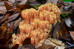 Ramaria formosa image