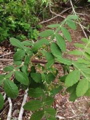 Bursera tomentosa
