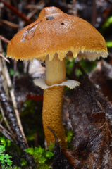 Cystoderma fallax image