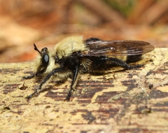 Laphria posticata