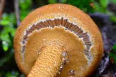 Cystoderma fallax image