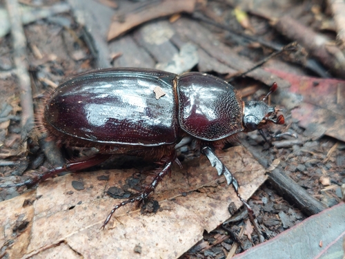 Heterogomphus chevrolati