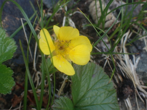 Image of Geum calthifolium by no rights reserved