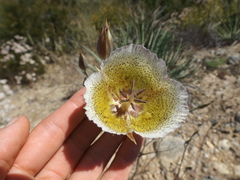 Calochortus weedii intermedius