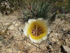 Calochortus weedii intermedius