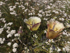 Calochortus weedii intermedius