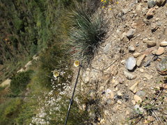 Calochortus weedii intermedius