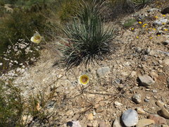 Calochortus weedii intermedius