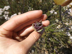 Calochortus weedii intermedius