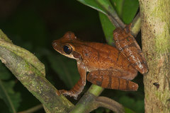Osteocephalus planiceps