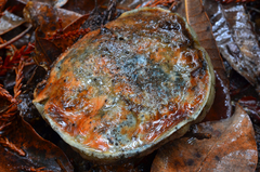 Leccinum manzanitae image