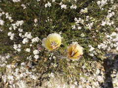 Calochortus weedii intermedius