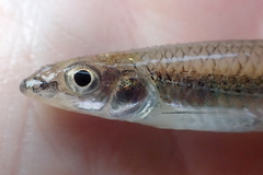 Santee Chub photo 5