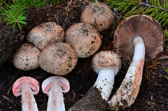 Agaricus arorae image