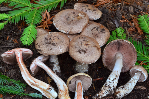 Agaricus arorae Kerrigan