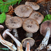 Arora's Agaricus - Photo (c) Christian Schwarz, some rights reserved (CC BY-NC), uploaded by Christian Schwarz