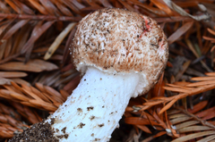 Agaricus arorae image