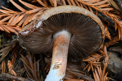 Agaricus arorae image