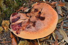 Fistulina hepatica image