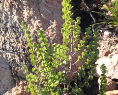 Cliffortia pulchella