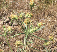 Plantago indica