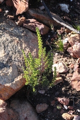 Cliffortia pulchella