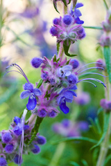 Trichostema lanatum