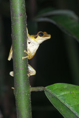 Osteocephalus yasuni