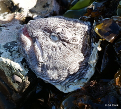 Anarrhichthys ocellatus