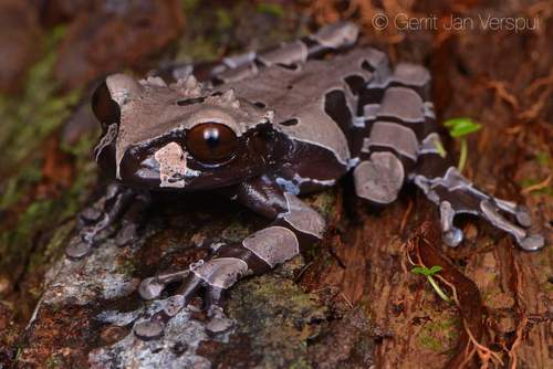 Coronated Tree Frog
