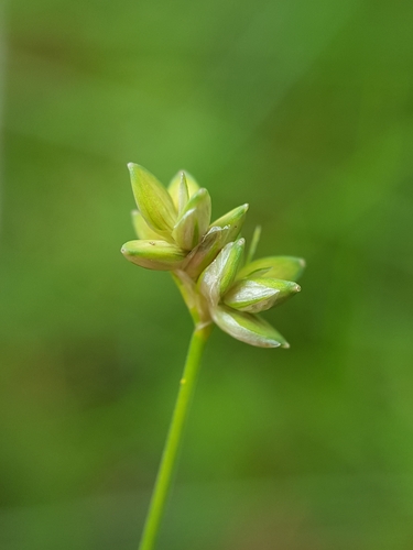 Carex tenuiflora iNat (1)