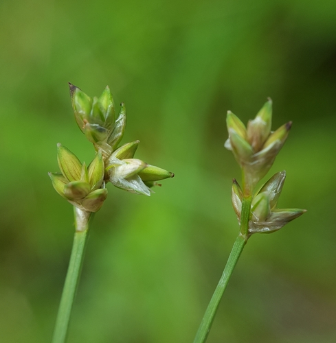 Carex tenuiflora