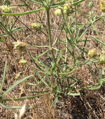 Plantago indica