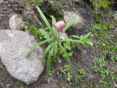 Arisaema erubescens