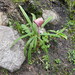 Arisaema erubescens - Photo (c) Elizabeth Byers, some rights reserved (CC BY-NC), uploaded by Elizabeth Byers