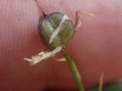 Anthericum serotinum (Anthericum serotinum)