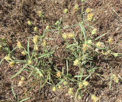 Plantago indica