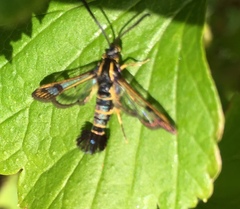 Synanthedon tipuliformis