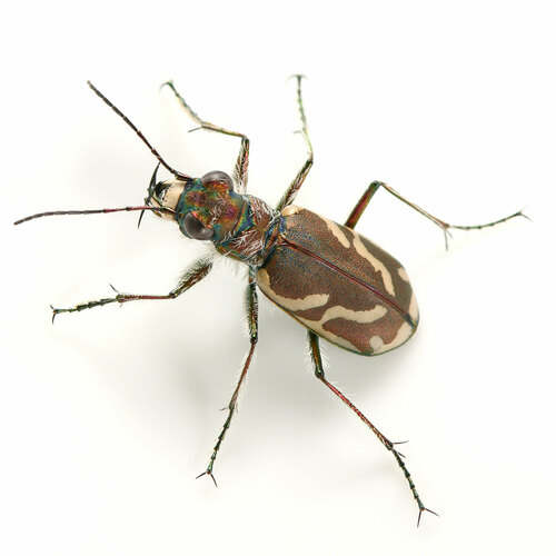 Pacific Coast Tiger Beetle photo 3