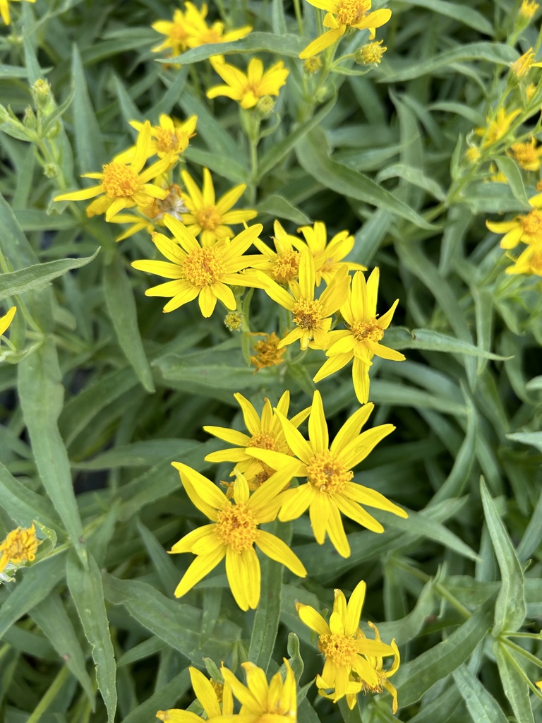 spearleaf arnica