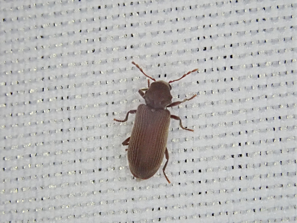 Microbregma emarginatum (Microbregma emarginatum)